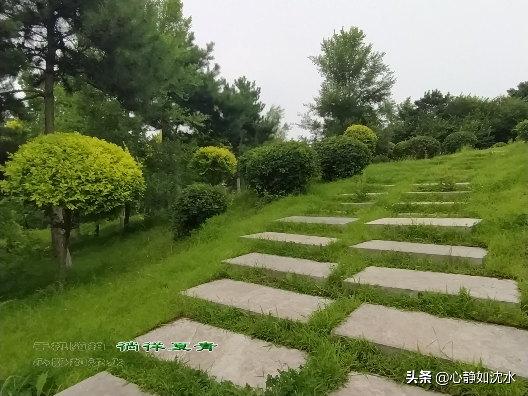 雨后微风送爽，静闻夏草幽香