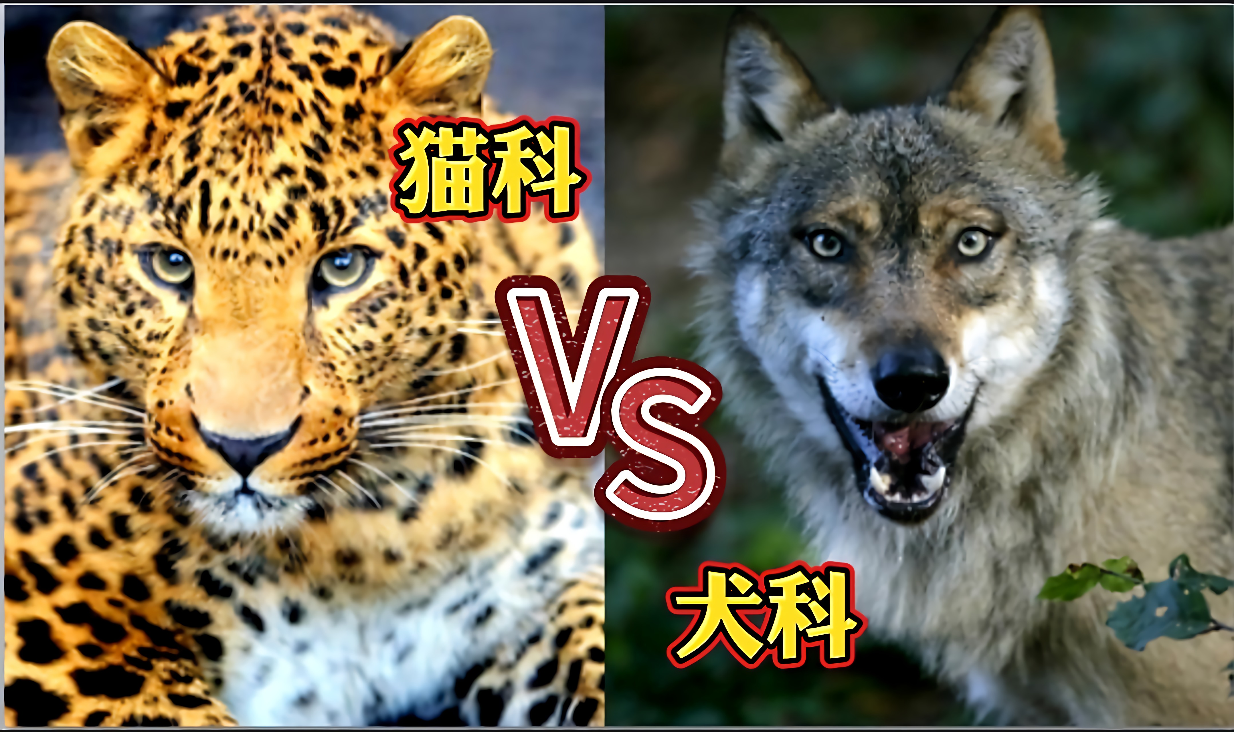 猫科vs犬科！两边都有顶级狩猎者，科学论证究竟哪边更胜一筹