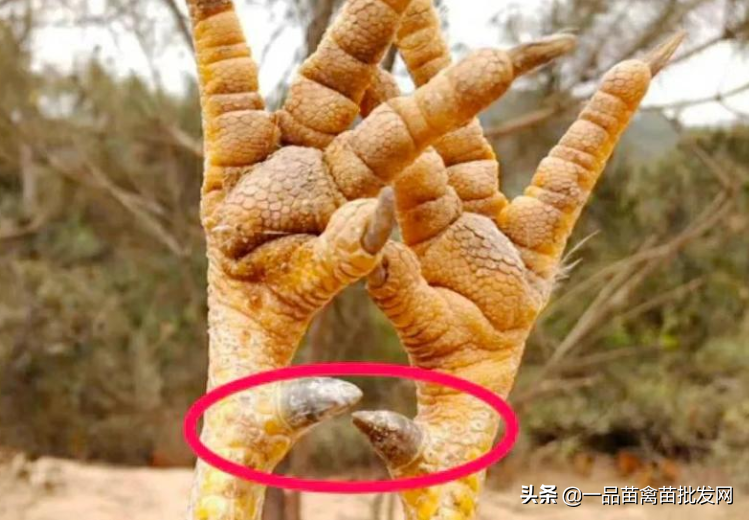 阉鸡小脚趾怎么养长得好「科普」 -骁龙网