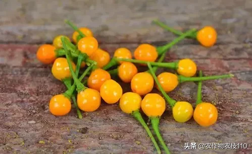 这是世界上最贵的辣椒!每公斤23万,想买还买不到