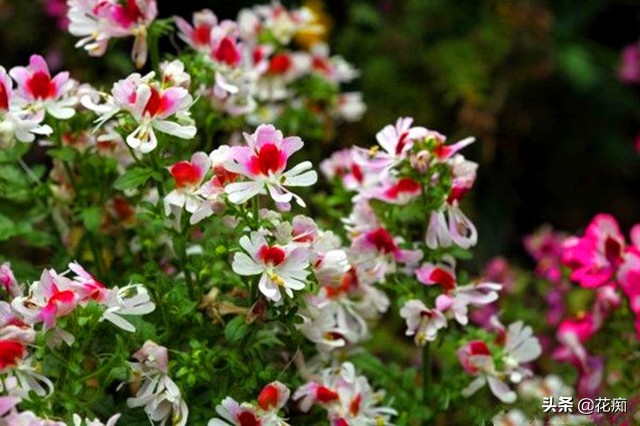 养护蛾蝶花好处有哪些（蛾蝶花优缺点展示）