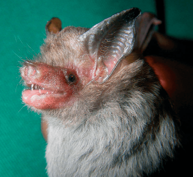 泰国猪鼻蝙蝠图片