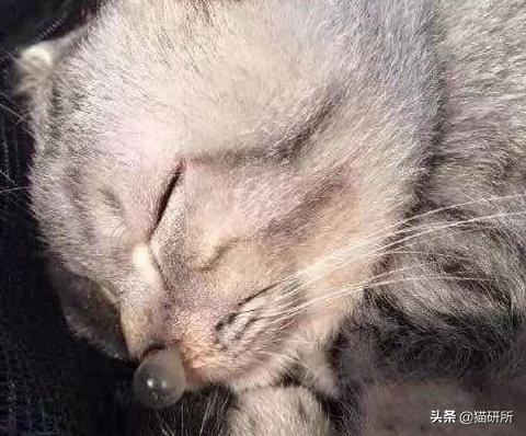 猫咪打鼾正常吗？你可能忽略了这些隐患