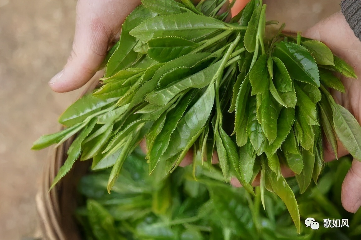 春来才露尖尖叶，早有巧手制茶香！舌尖上的故乡-手工茶叶