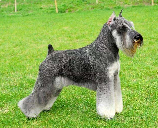 农村最适看家护院犬种推荐：五大忠诚守护神排行榜