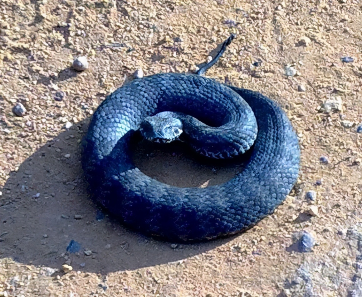 死亡蛇图片大全(世界上攻击速度最快的毒蛇介绍)