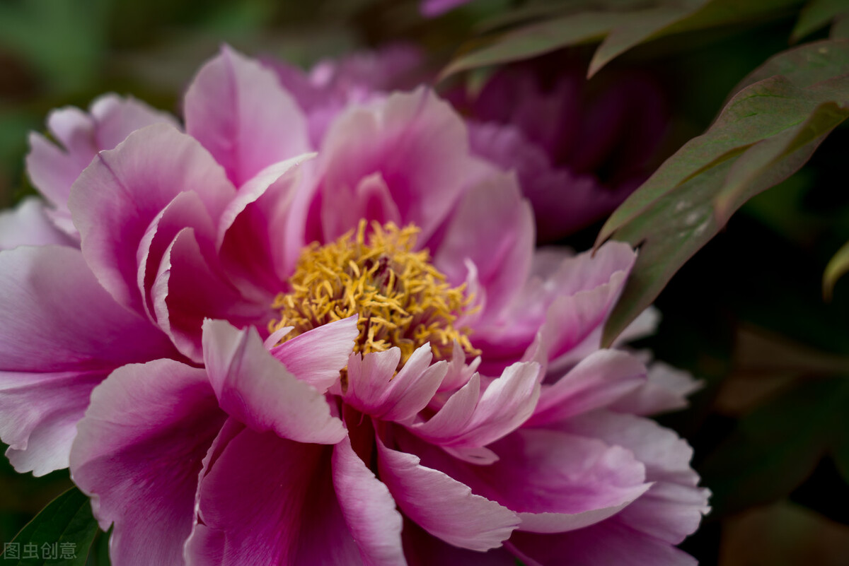 杨花榆荚无才思：韩愈七绝《晚春》有讽刺之意么？