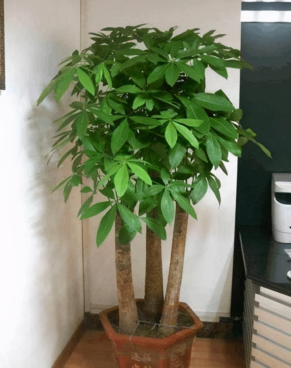 钱串子花图片大全(七种带) - 赤虎壹号