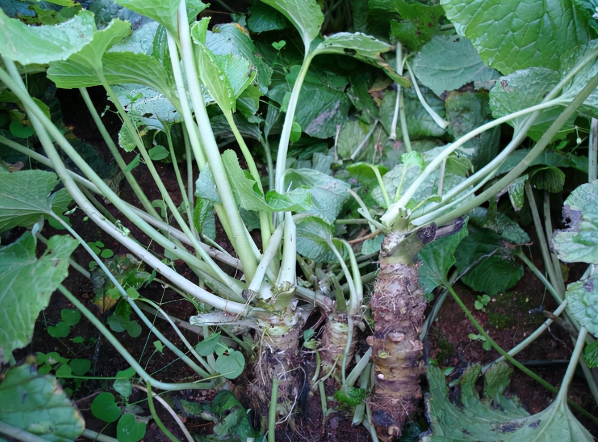 古时是"五菜之首",曾当救荒菜吃,如今深山才有,出口百元1斤