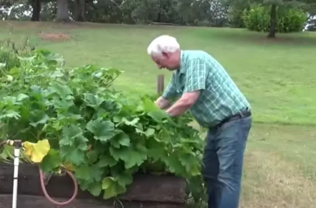 神秘的东方种子，让亚马逊上的中国卖家被团灭