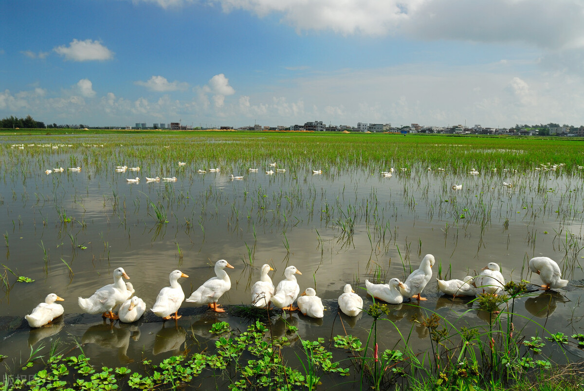 泛黄河三角洲湿地保护与修复研究 泛黄河三角洲湿地保护与修复研究