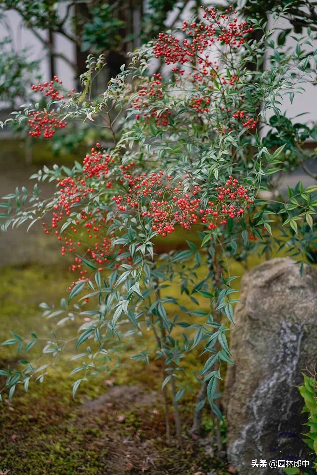 天竹图片(南天竹) - 赤虎壹号