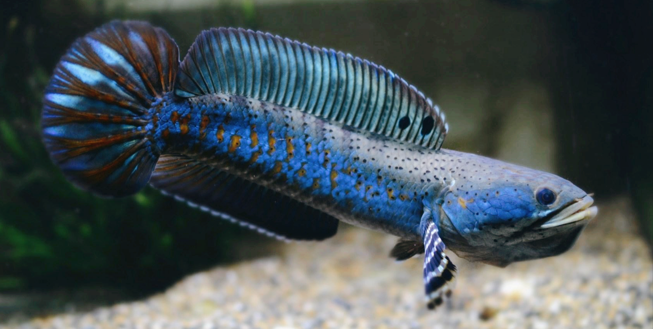 霸道的五顔六色的雷魚 既好看又育種 我們應該如何飼養它 飼養五顔六色的鳐魚龍魚的魚缸必須有蓋子 五顔六色的龍魚進入水箱前的超溫水是無法避免的 五顔六色的雷龍魚的水溫是免費的 喂食五顔六色的人造絲可以訓練你互動 五顔六色的雷霆龍的選擇隻是看看狀态 五顔六