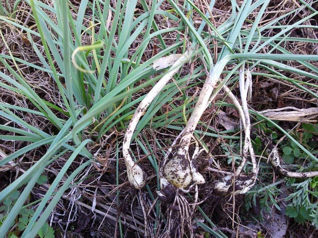 曲曲菜的功效与作用及食用方法(春天野菜) - 行就行