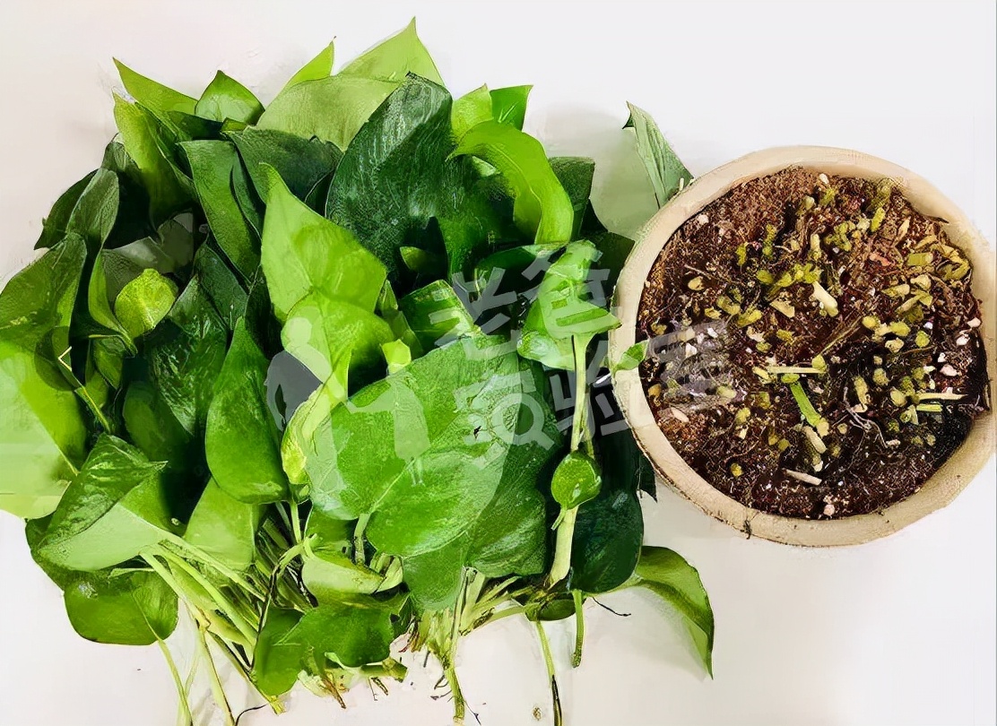绿萝吸甲醛效果好吗（关于绿萝除醛的效果测试）