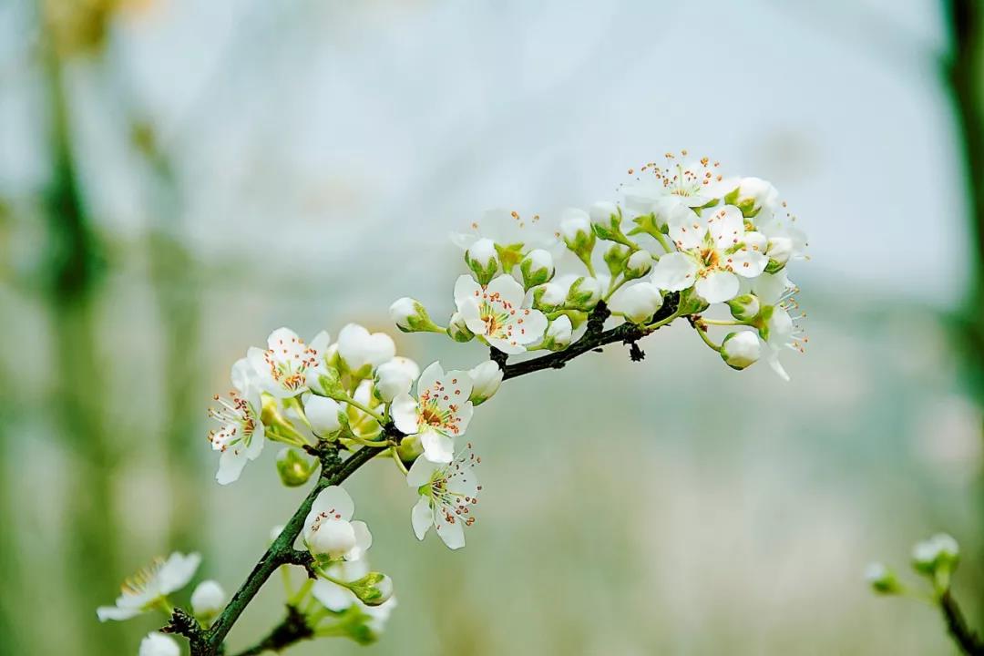 什么花春天开（盘点15种开在春天的绝美花）