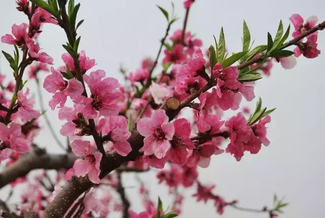 三月桃花开，36首桃花诗词送给你