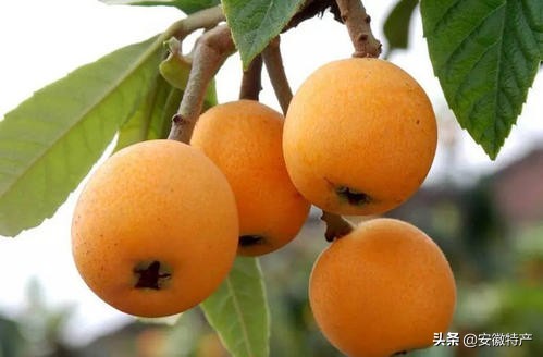 安徽十大特色水果，你吃过几种？