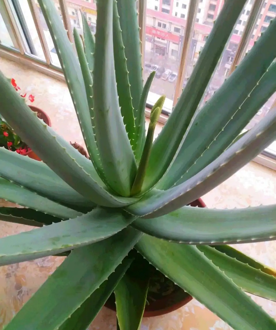 20种“懒人”花草，阳台客厅必备，好养好看，还能净化空气