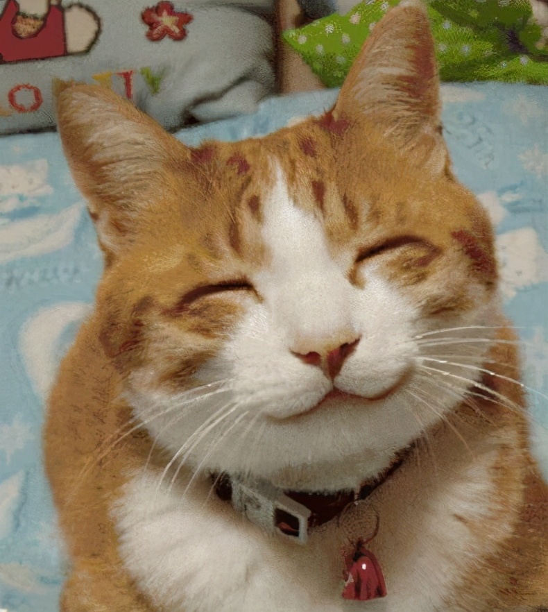 猫咪过得“滋润”的7大表现，你家有吗？
