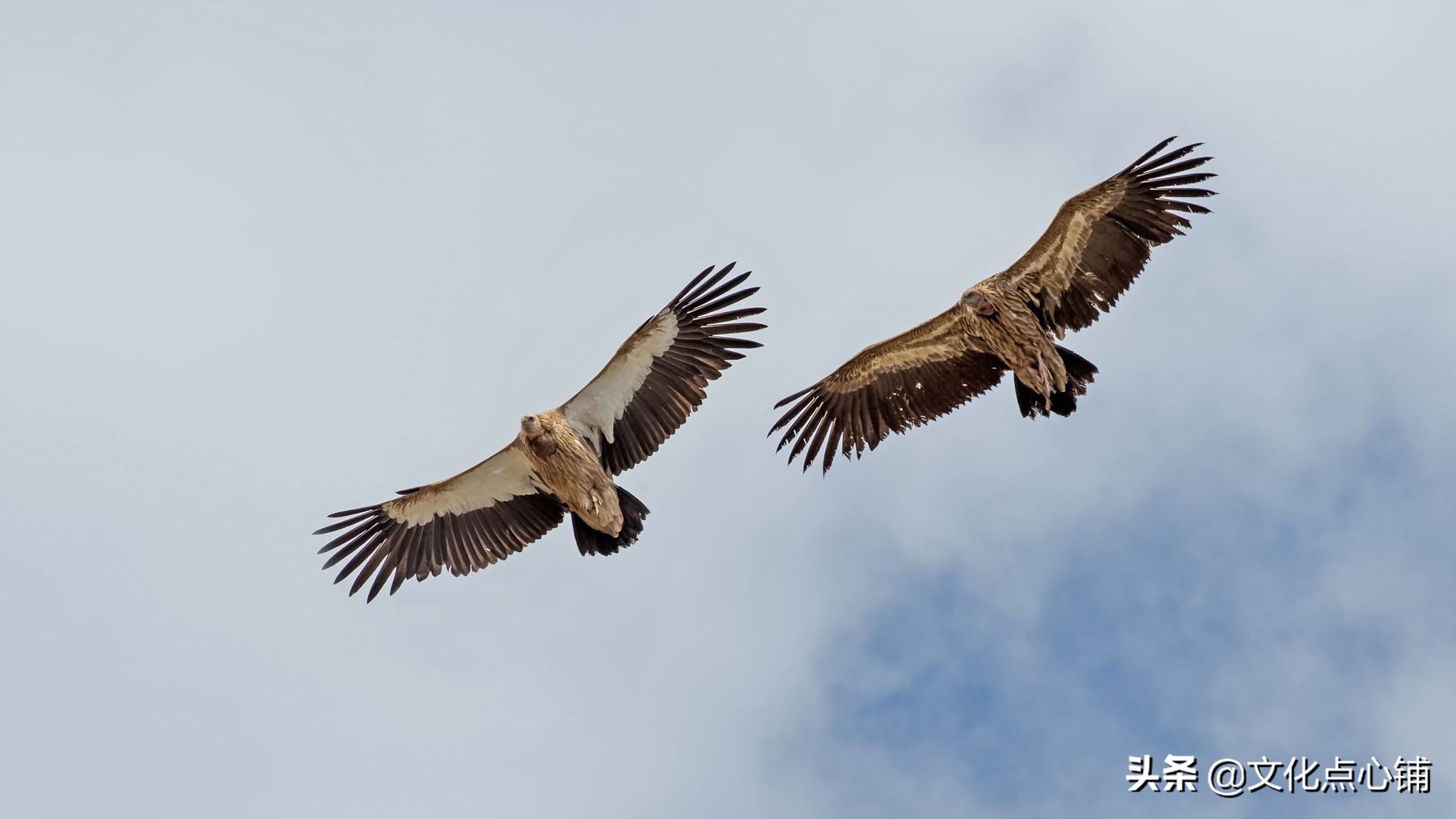 李白生平最狂的一首诗，一开篇就极具震撼力，令人读来直呼过瘾