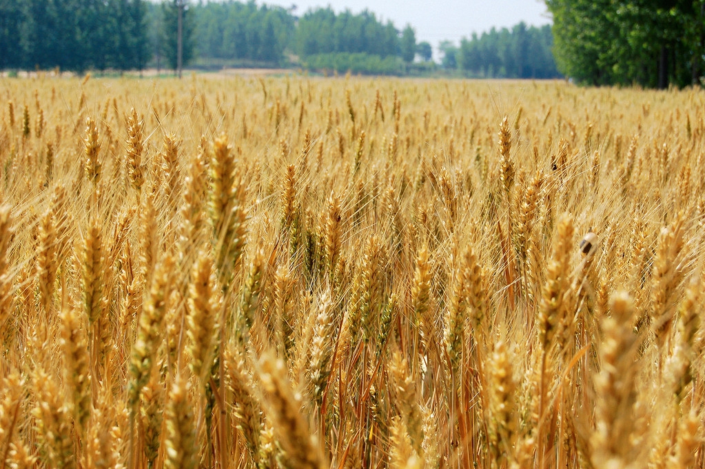 山东小麦已率先降价，面粉纷纷提价，今后小麦和面粉价格走势如何