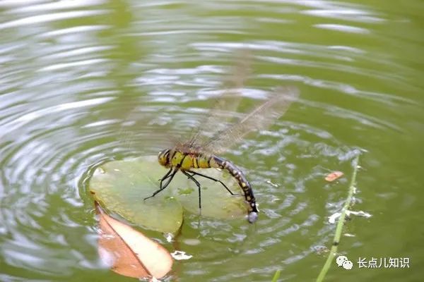 蜻蜓点水的目的（关于蜻蜓点水的真相分享）