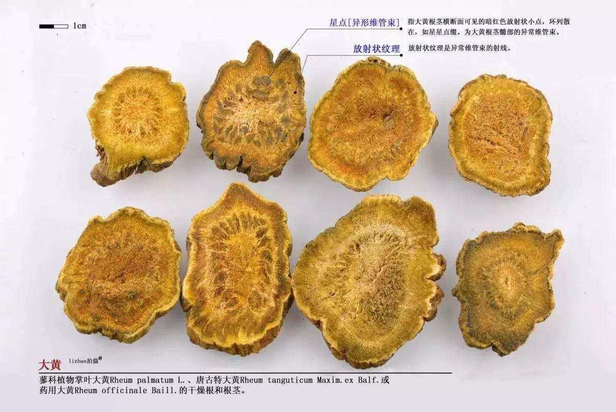 路边黄草药图片功效(每天一味中药) - 赤虎壹号