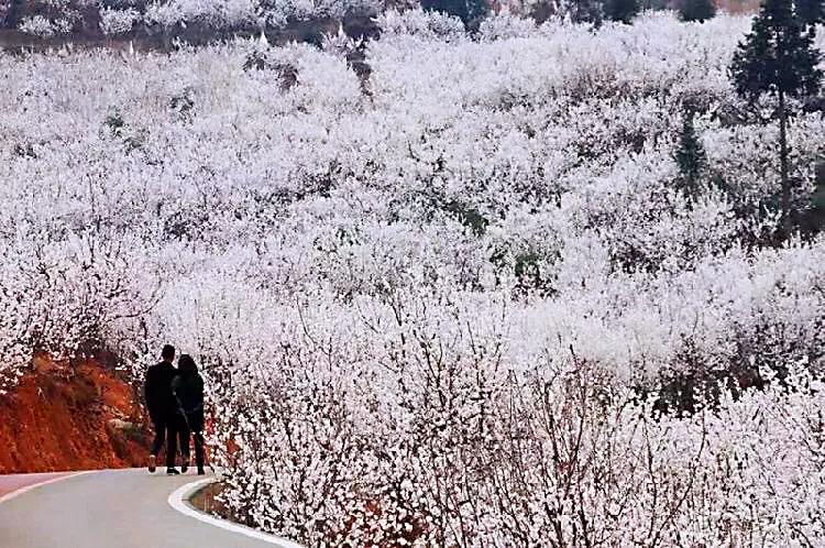 樱桃花和樱花的区别是什么（樱花和樱桃花的不同点）