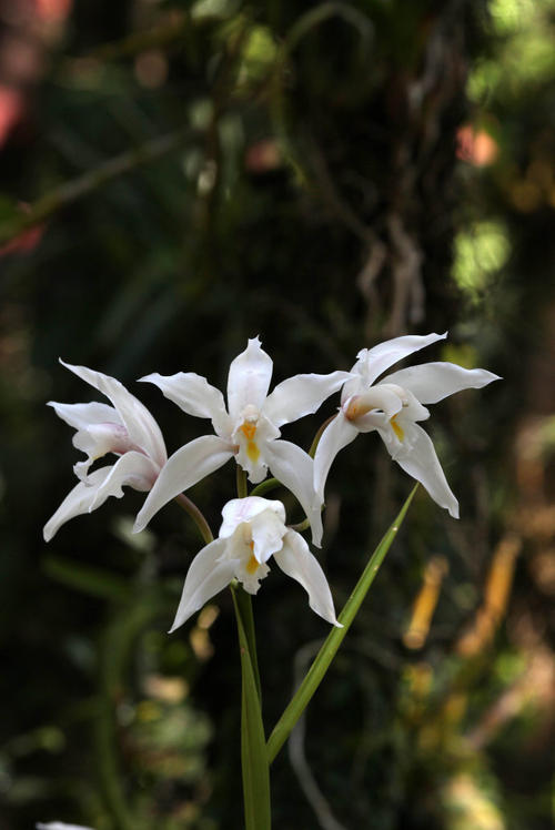 野生兰草花图片大全(兰花图谱) - 赤虎壹号