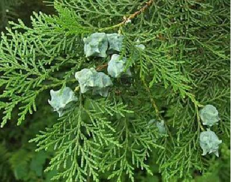 常见的10种裸子植物（生活中的裸子植物大盘点）