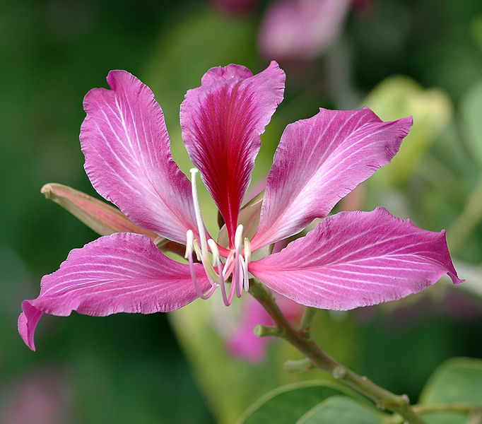 紫荆花香港,紫荆花香港区花