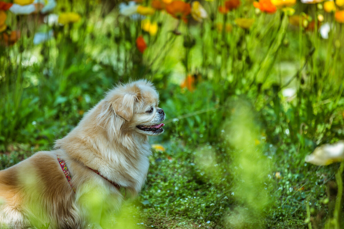 曾经享尽荣华富贵的皇家御犬——京巴犬 挑选饲养护理方法等全介绍