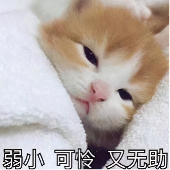 小猫咪持续叫声不停的原因分析