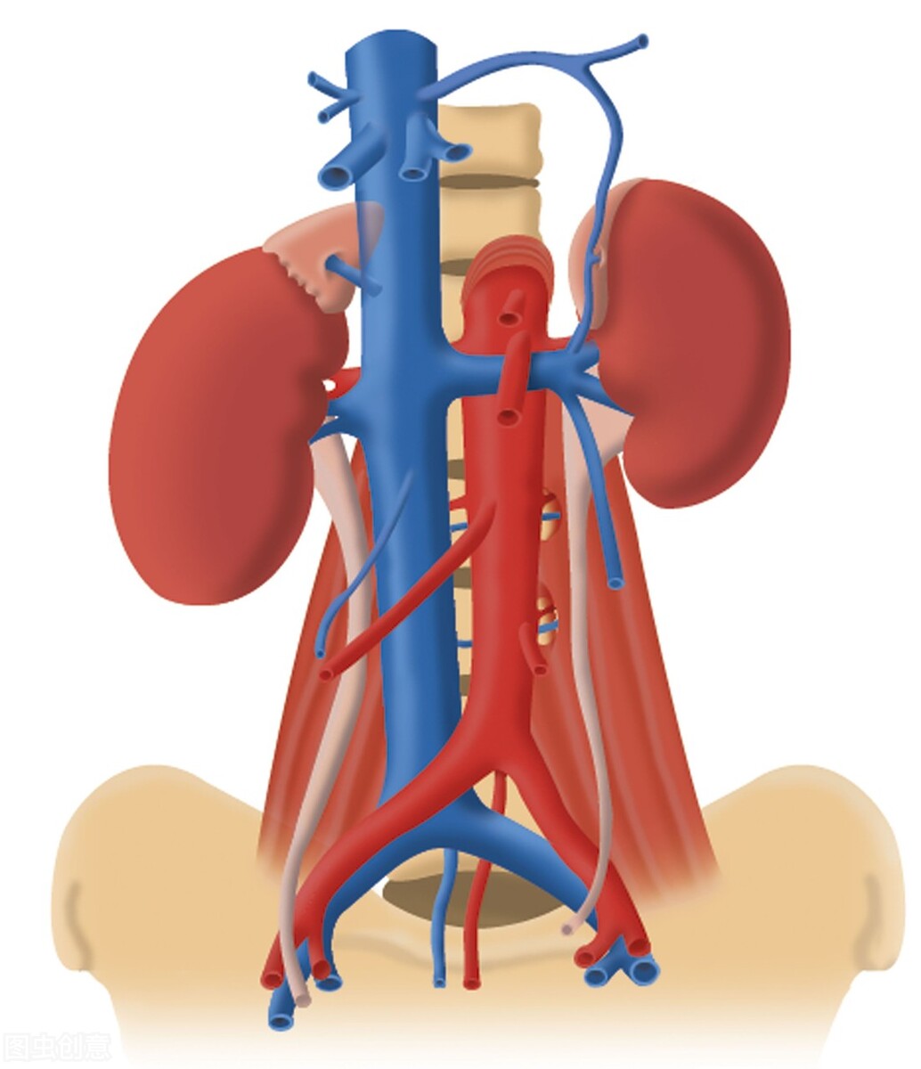 前列腺的营养血管是前列腺动脉,大部分前列腺供血动脉是双侧对称的.