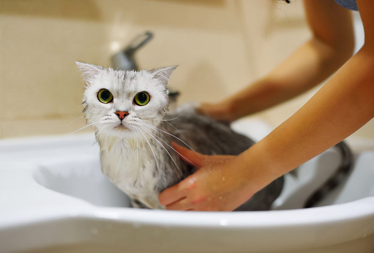 注意！猫咪皮肤病别忽视，猫藓也会传染人