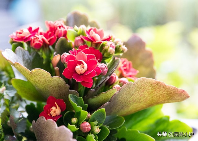 长寿花不开花光长叶子是什么原因（长寿花不开花原因分析）