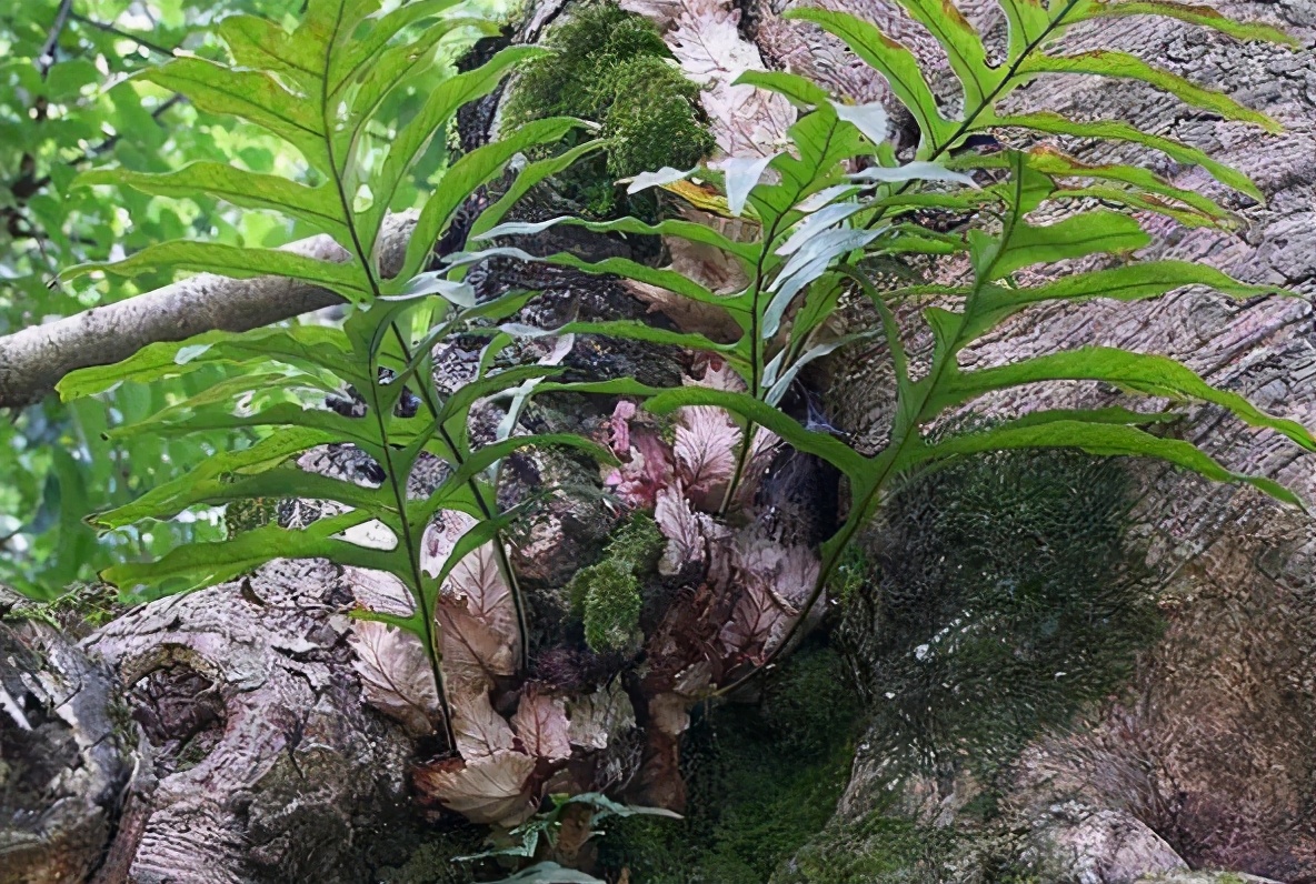 “宝藏植物”骨碎补：根块像生姜，常寄生枯树上，见到别随意采挖
