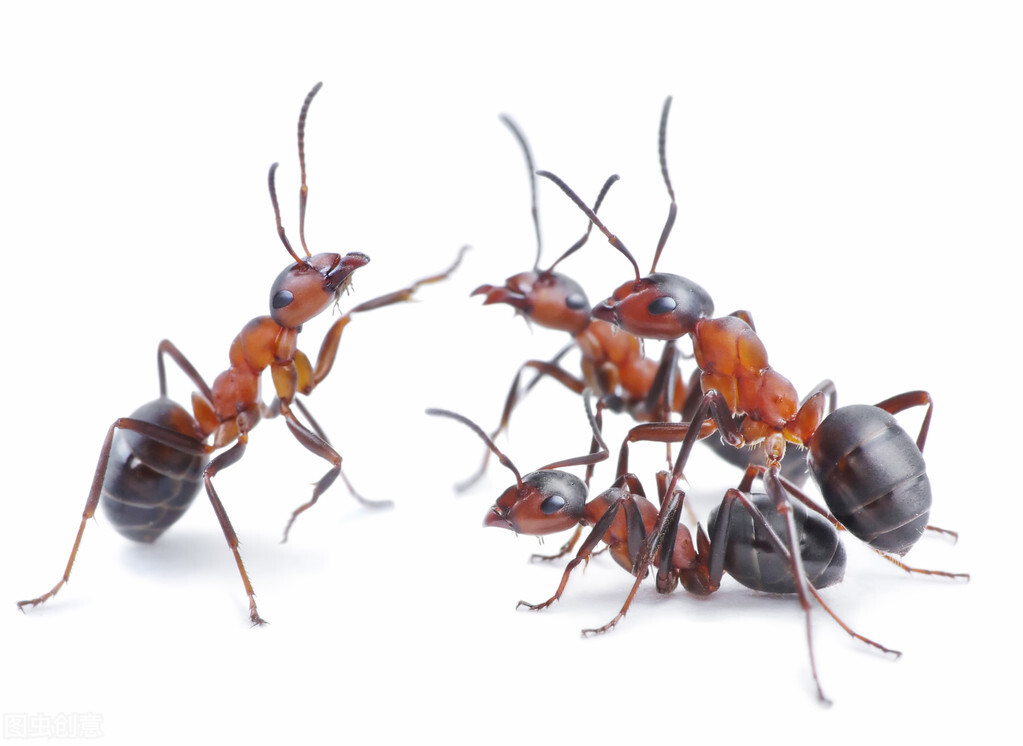 小学满分作文《一群蚂蚁给我的启发》小小蚂蚁，大大力量