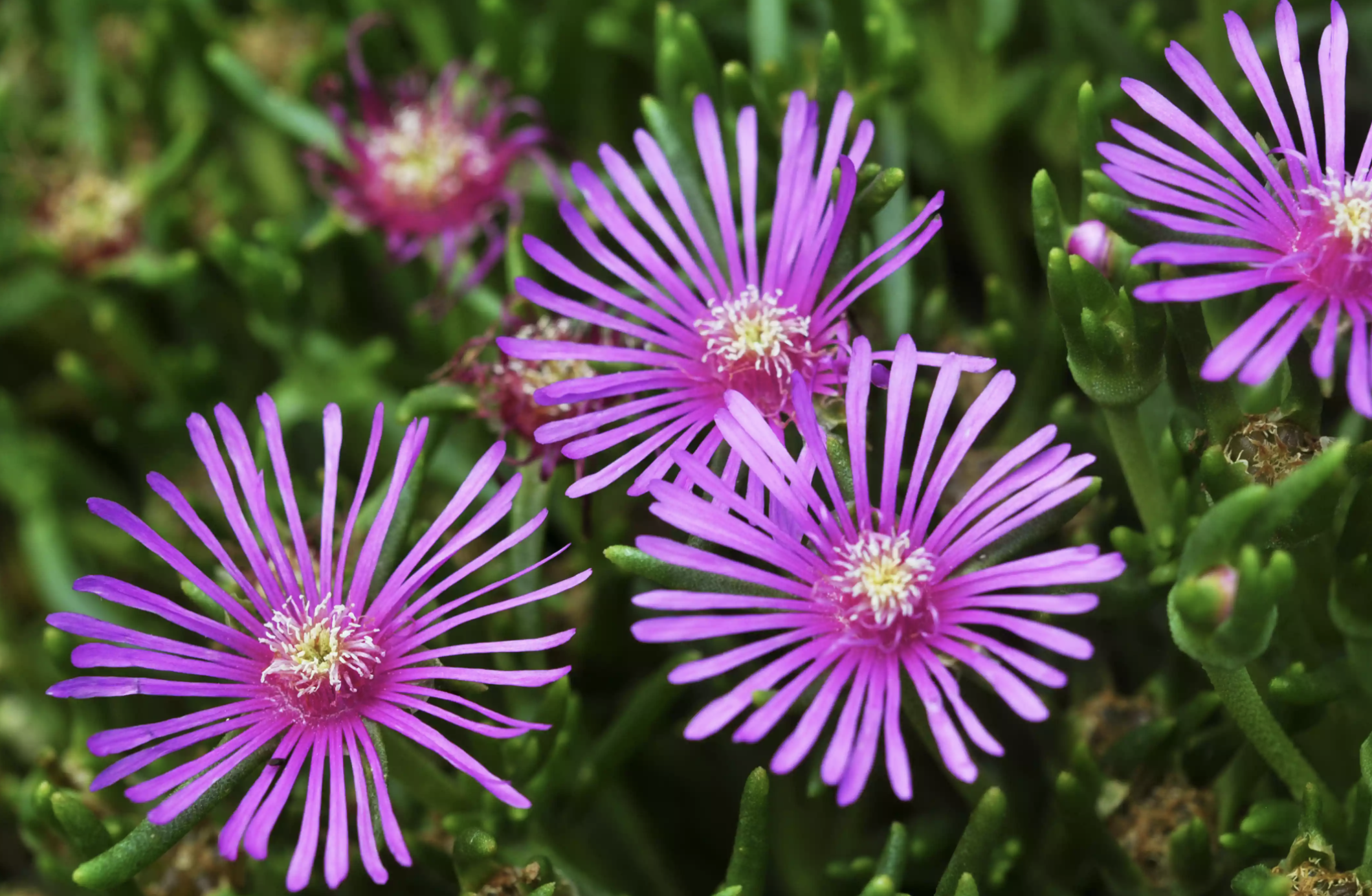 15种低矮的户外植物,容易打理,更能为花园增强整体的观景效果