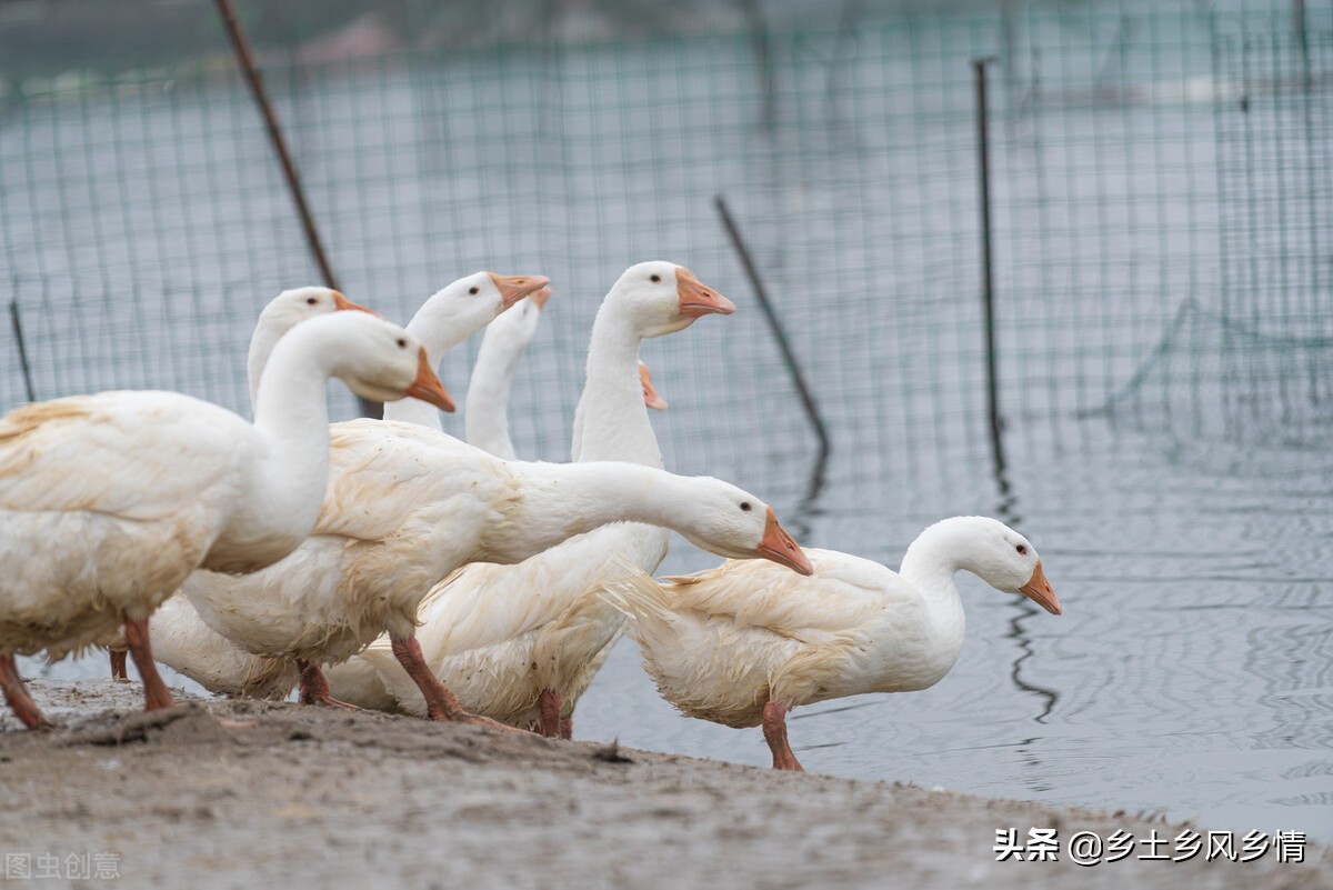 鹅吃什么下蛋多鸡鸭鹅吃什么下蛋多