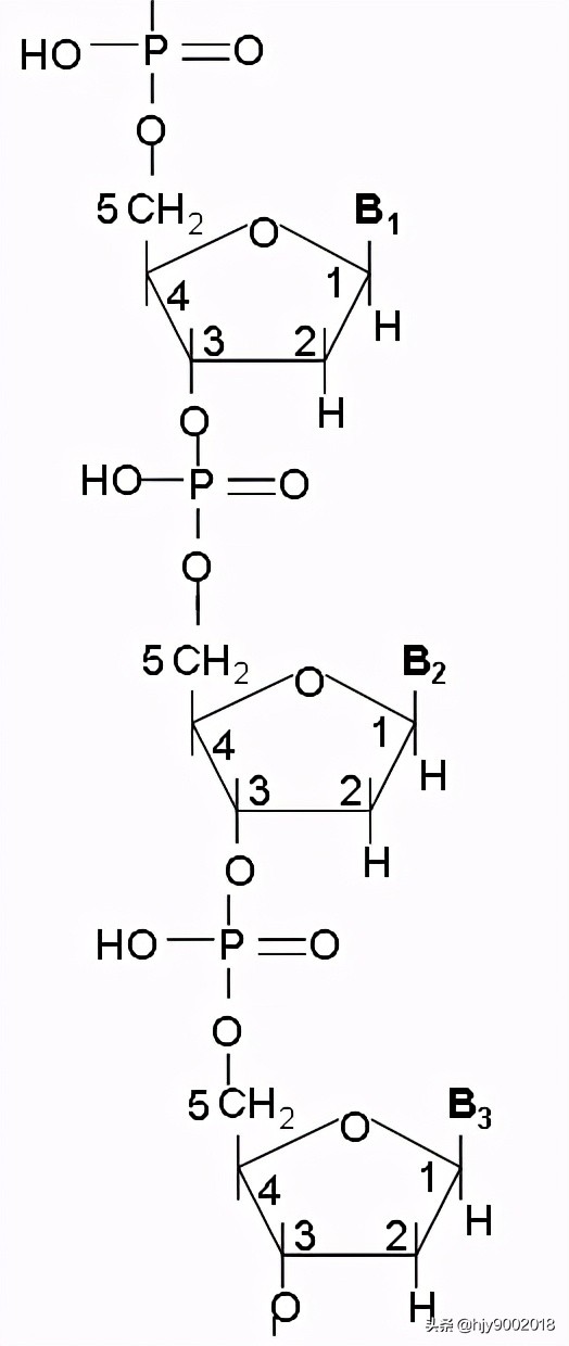 脱氧核糖是什么dna的分子结构详解