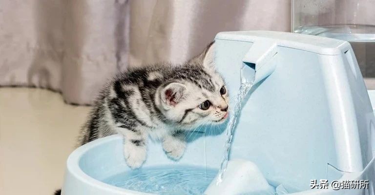 尿闭、尿血...猫咪泌尿问题反反复复，可能是弄混了这3种病