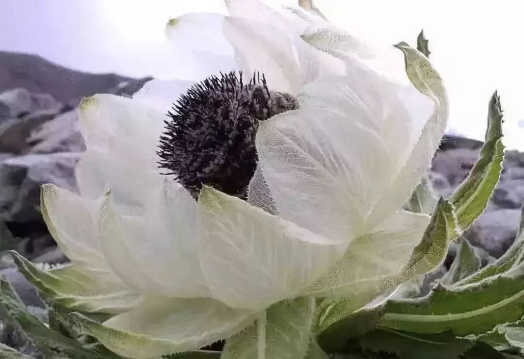 那一朵美丽的雪莲花,育孕着神奇跟奇迹,背后有多少不为人知故事