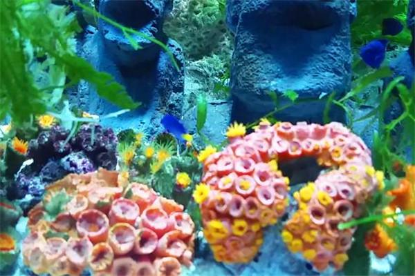 景中之旅 珊瑚 天天看點