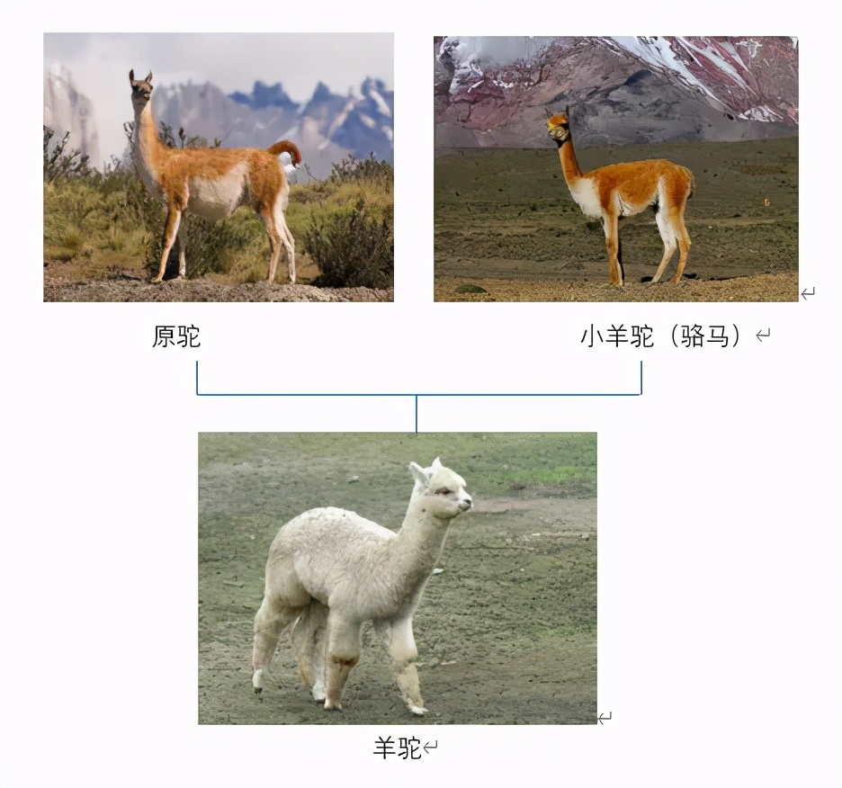 羊駝吐口水,羊駝吐口水說明什么