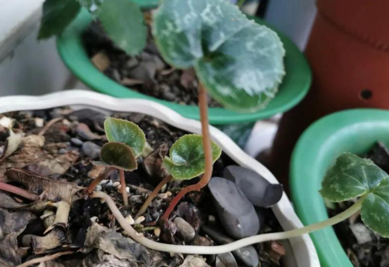 夏季天热养花,盆栽注意3要点,伤亡少,长得旺,打理简单