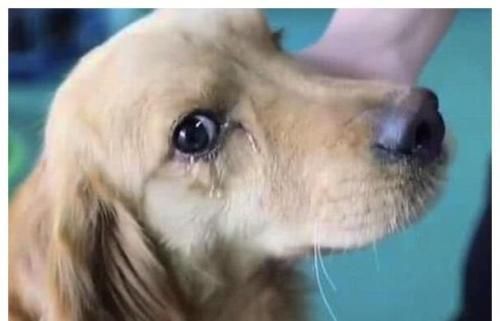 辟谣！狗狗流眼泪是因为伤心？殊不知可能是眼部疾病的发生