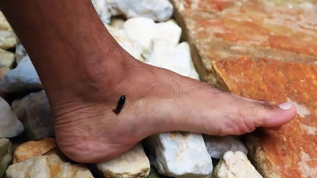 蚂蝗身体图片