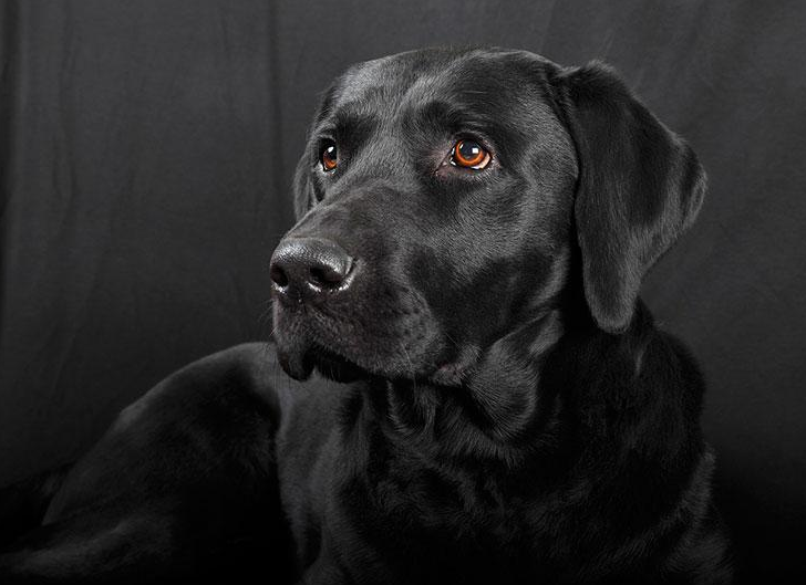 黑色犬品种图片大全图片